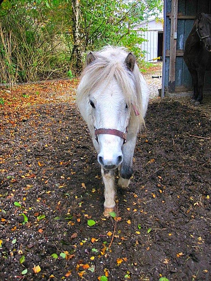 Anden særlig race Bandit billede 4