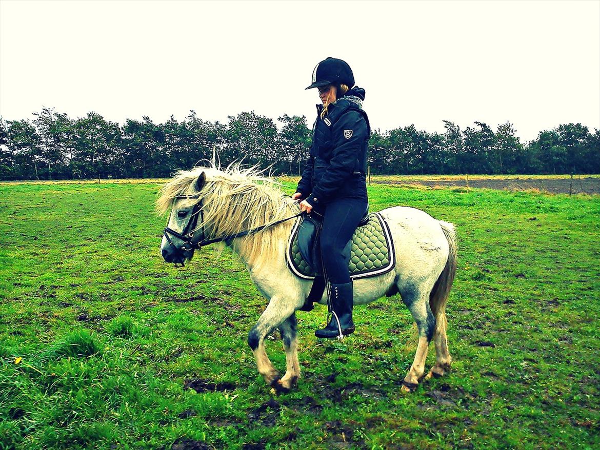 Anden særlig race Bandit billede 5