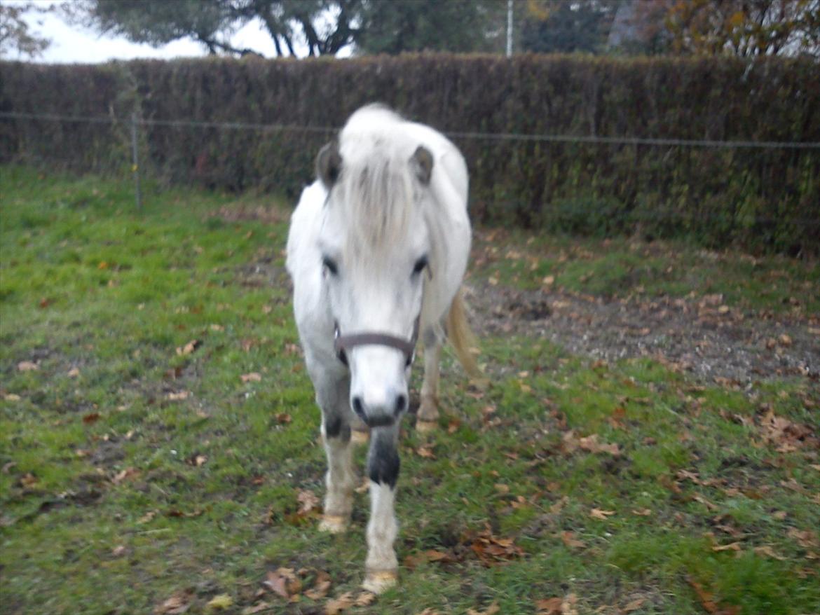 Anden særlig race Bandit billede 6
