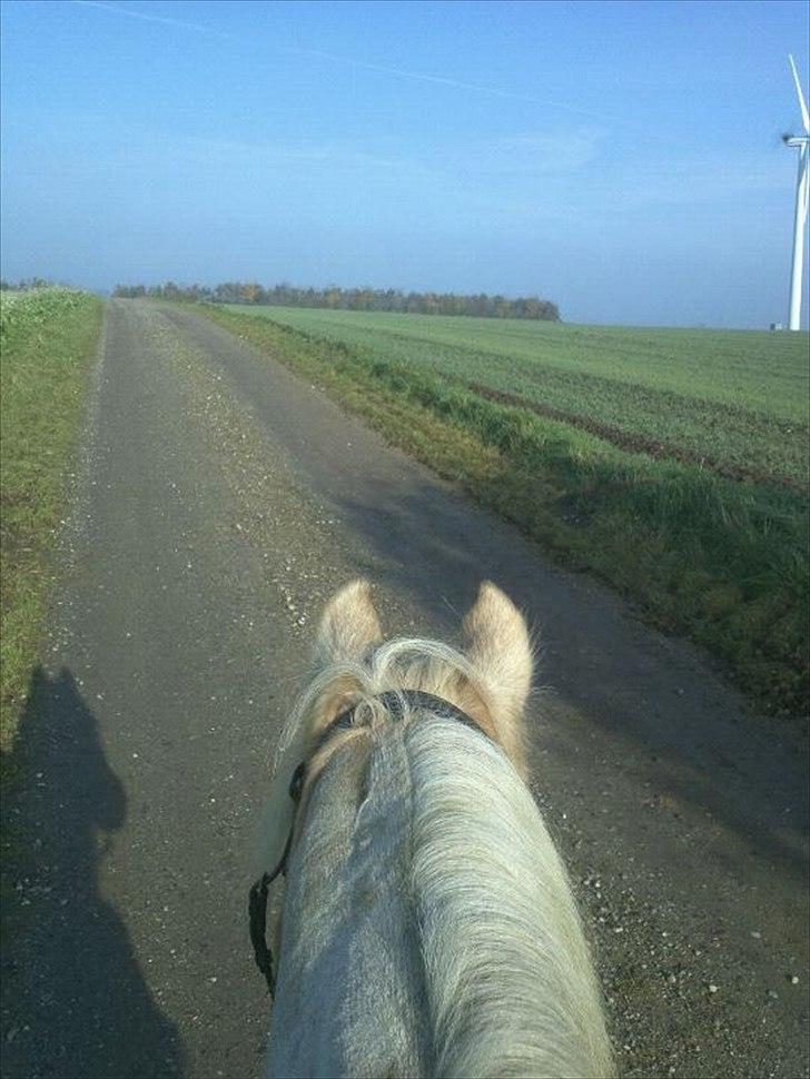 Anden særlig race cæcar - mig og cæcar på formiddagstur alene ;-) billede 15