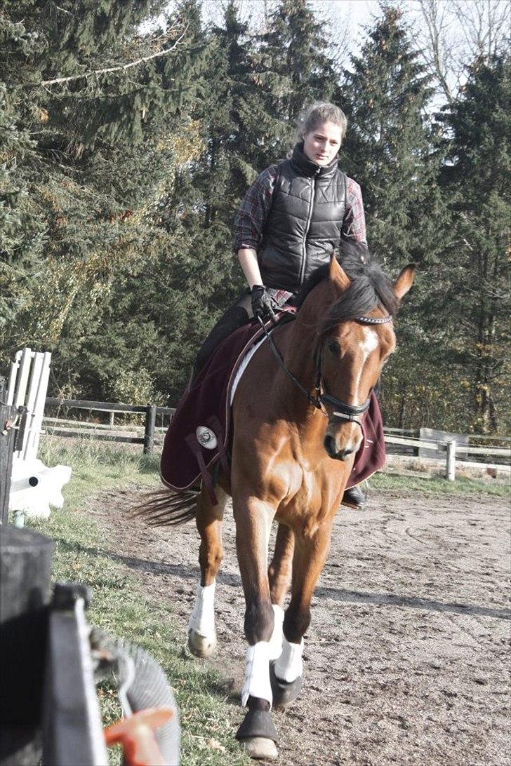 Holstener Caruzo billede 6