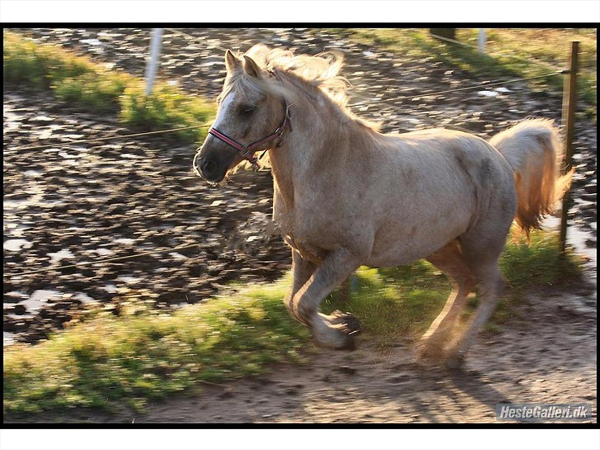 Anden særlig race cæcar billede 16