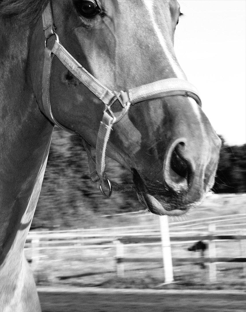 Holstener Caruzo billede 8