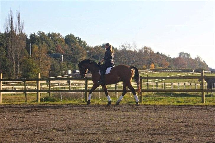 Holstener Caruzo billede 10