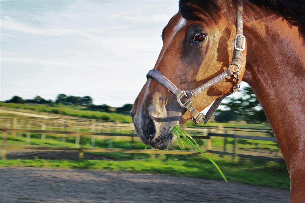 Holstener Caruzo billede 12