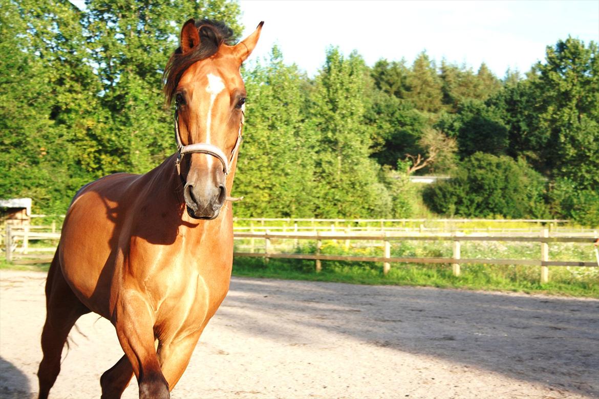 Holstener Caruzo billede 13