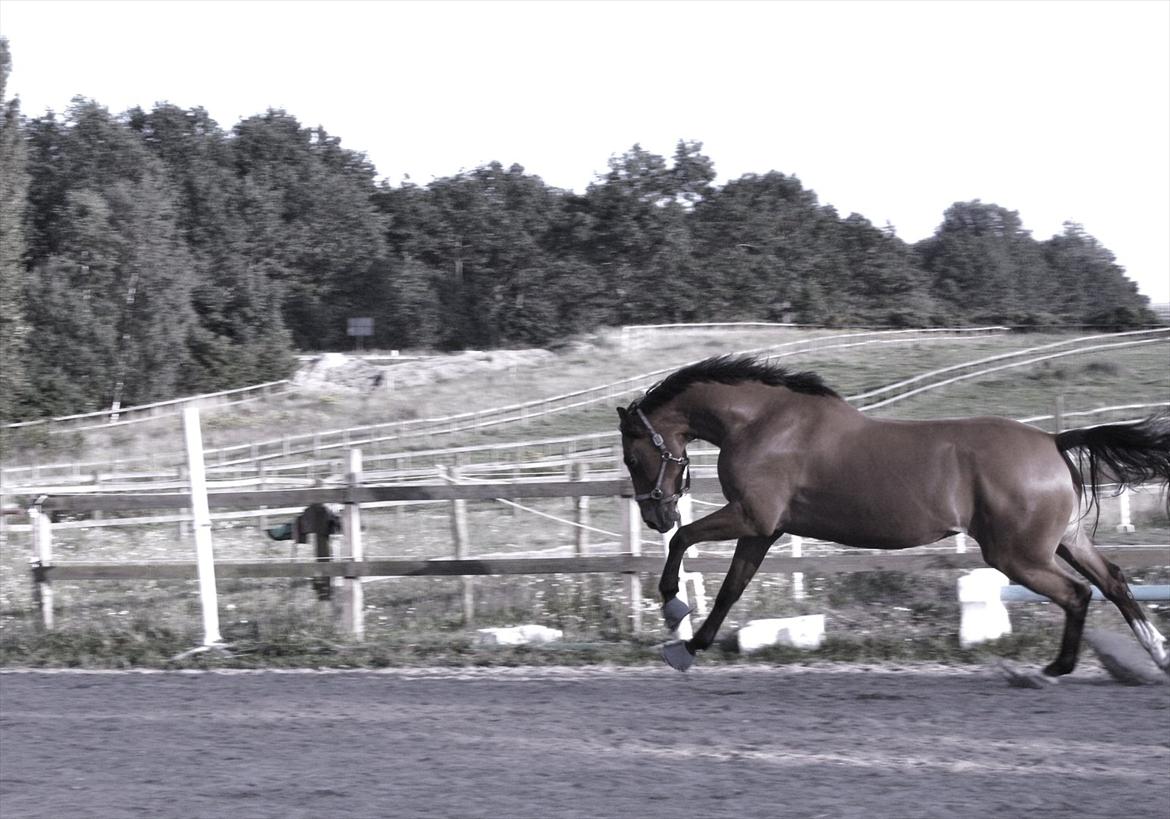 Holstener Caruzo billede 15