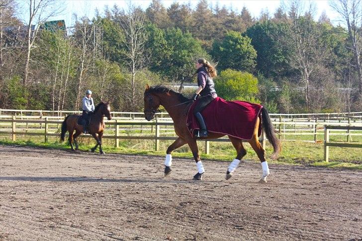 Holstener Caruzo billede 17