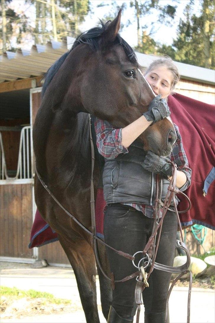 Dansk Varmblod Kildegaardens Beatrice billede 1