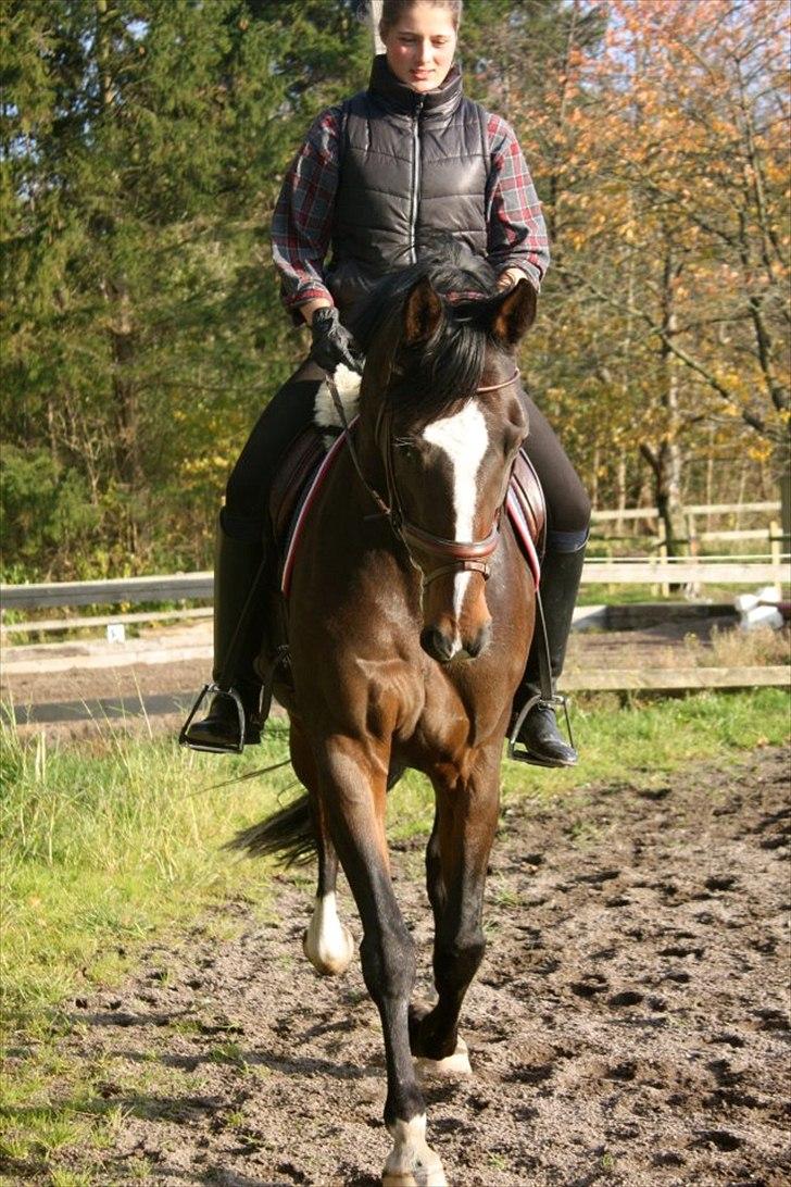 Dansk Varmblod Kildegaardens Beatrice billede 2