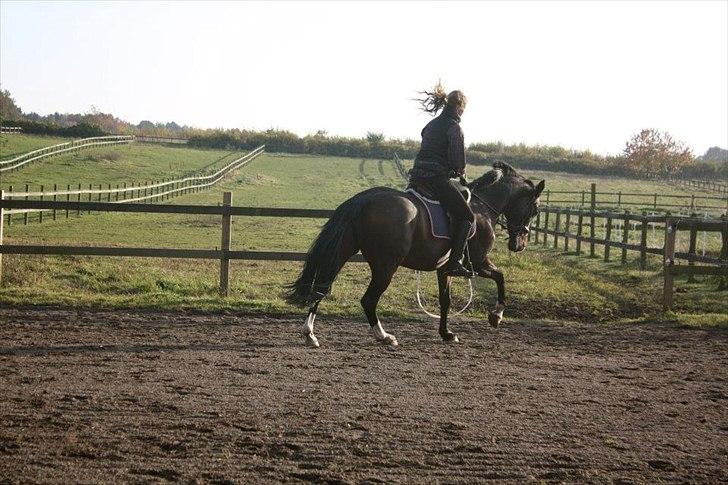 Dansk Varmblod Kildegaardens Beatrice billede 3