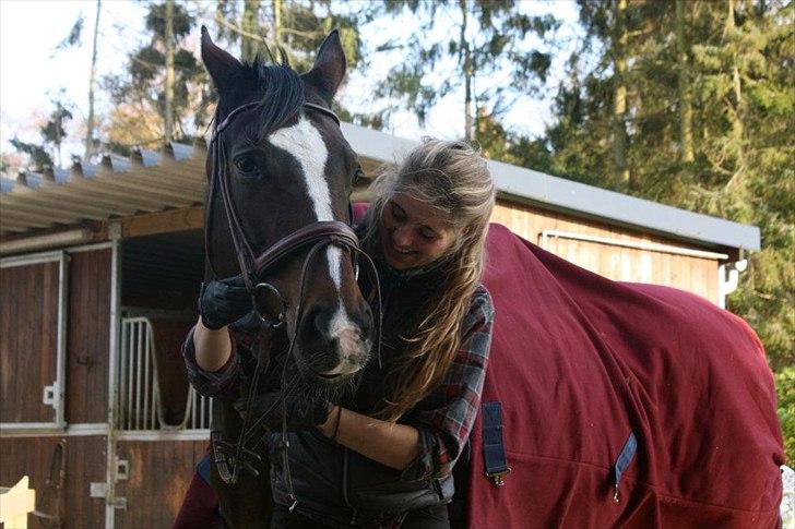 Dansk Varmblod Kildegaardens Beatrice billede 4