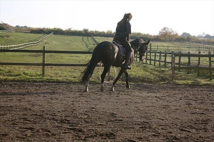 Dansk Varmblod Kildegaardens Beatrice billede 5
