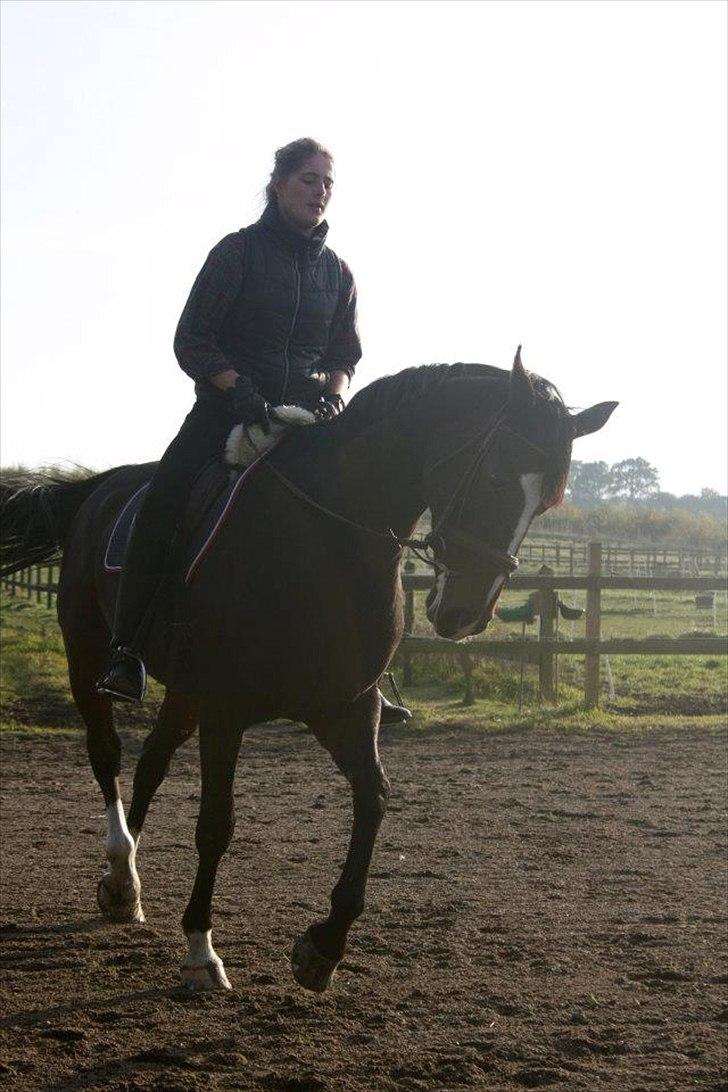 Dansk Varmblod Kildegaardens Beatrice billede 6