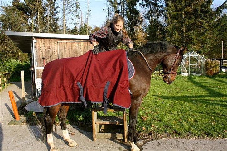 Dansk Varmblod Kildegaardens Beatrice billede 7