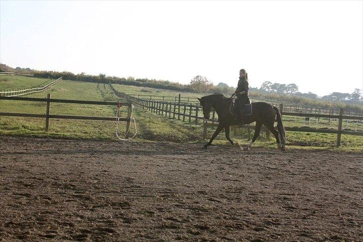 Dansk Varmblod Kildegaardens Beatrice billede 8