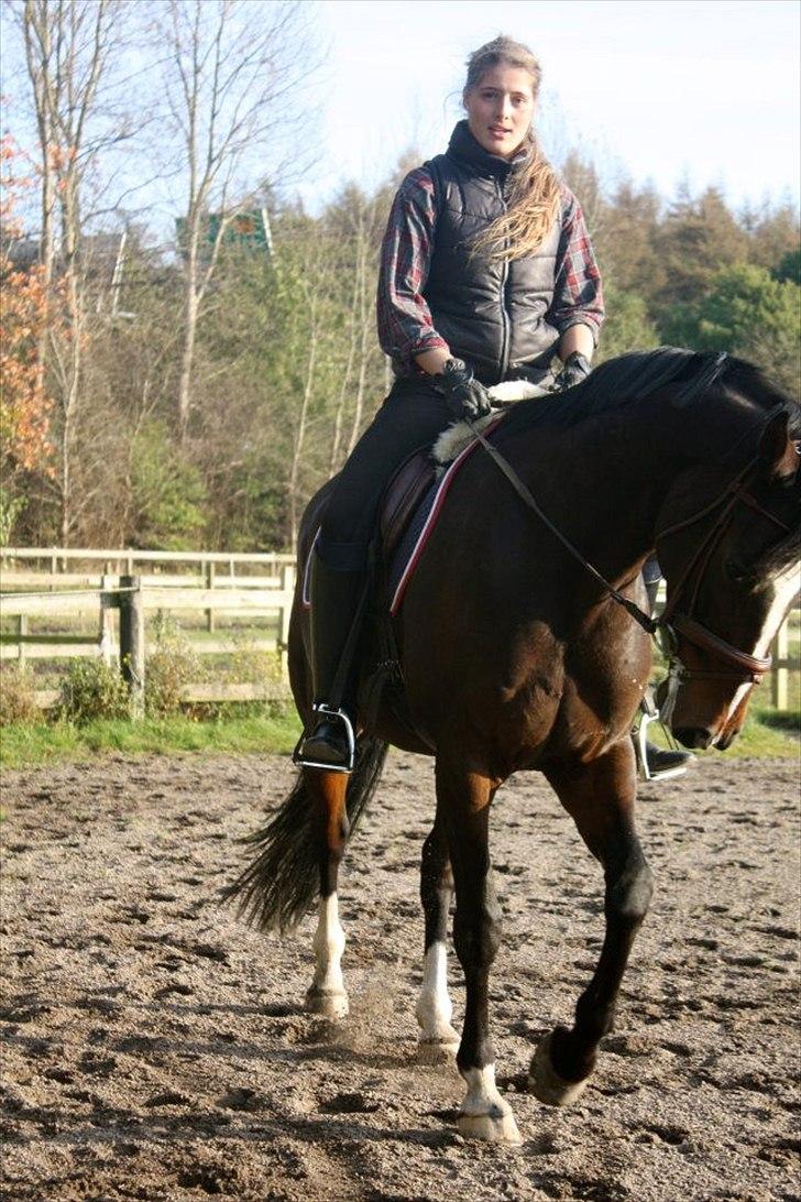 Dansk Varmblod Kildegaardens Beatrice billede 9