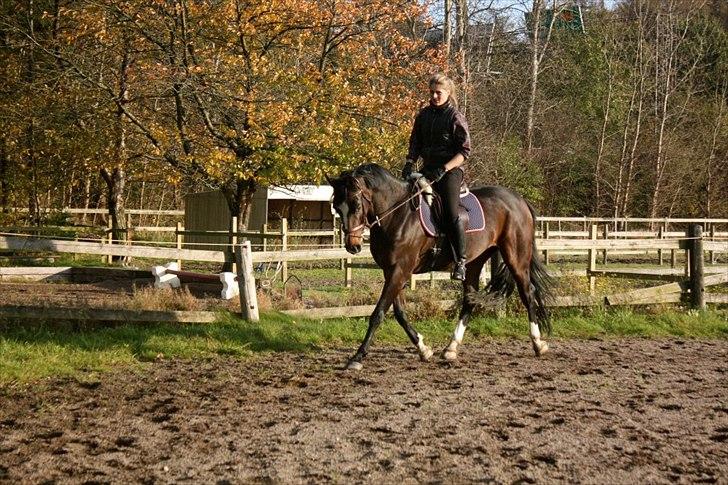 Dansk Varmblod Kildegaardens Beatrice billede 10