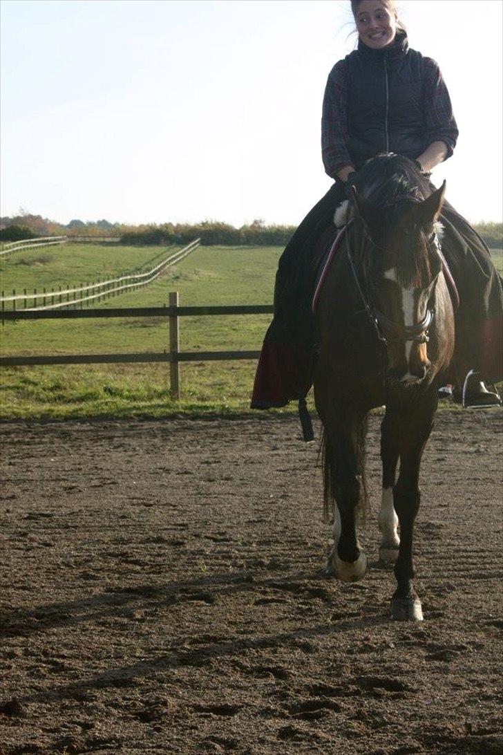 Dansk Varmblod Kildegaardens Beatrice billede 11