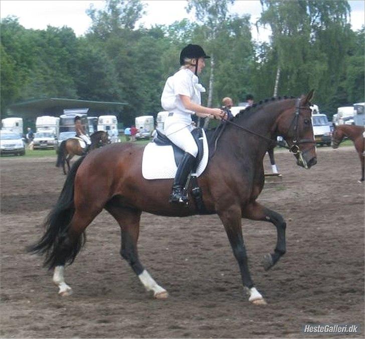Dansk Varmblod Kildegaardens Beatrice billede 12