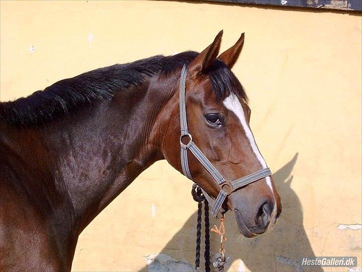Dansk Varmblod Kildegaardens Beatrice billede 13