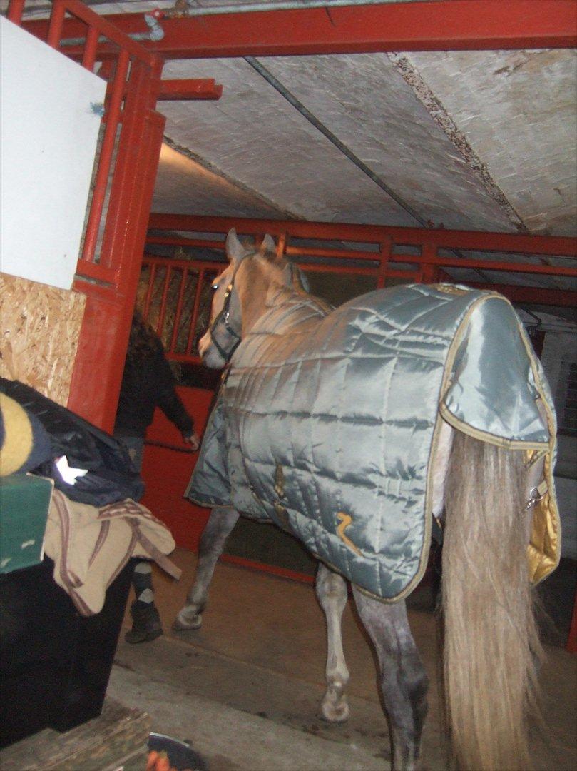 Anden særlig race El. Diego *R.I.P<3 †* - *15- Er lige kommet hjem fra dyrelægen og er inde i stalden<3 billede 15