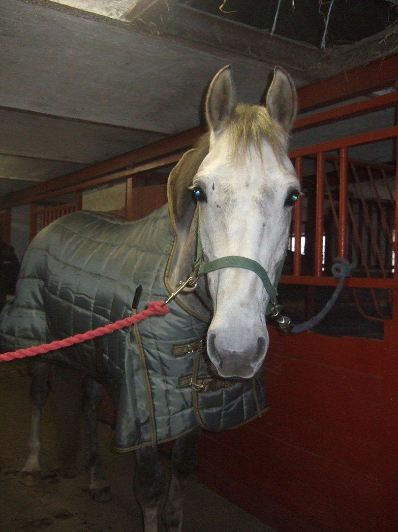 Anden særlig race El. Diego *R.I.P<3 †* - *9- Buffi står med sit nye dækken<3 billede 9