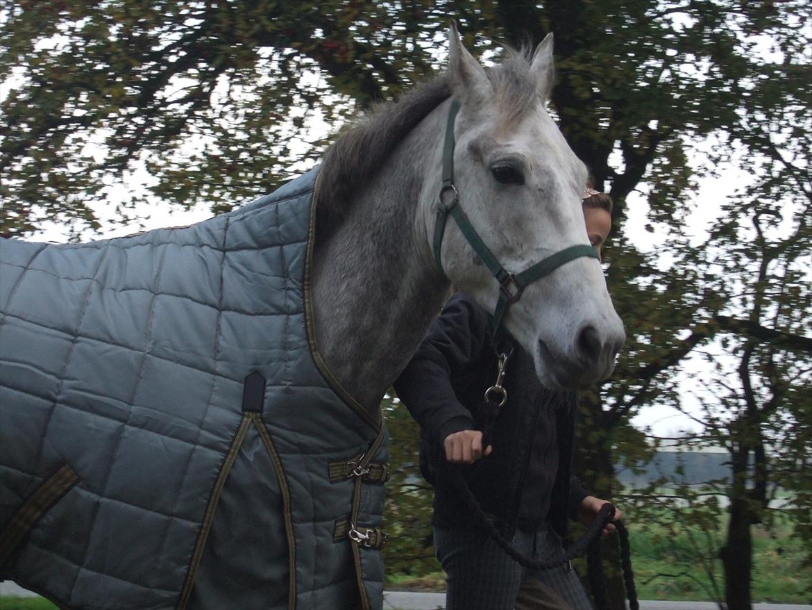 Anden særlig race El. Diego *R.I.P<3 †* - *13- Står og venter på at dyrelægen er klar<3 billede 13