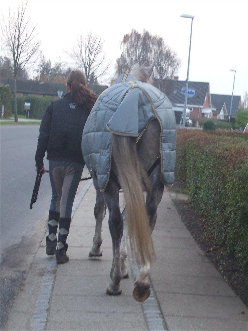 Anden særlig race El. Diego *R.I.P<3 †* - *12-Næsten oppe ved dyrelægen<3 billede 12