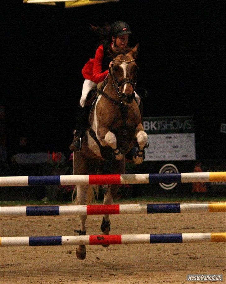 Anden særlig race Charlie *B-PONY* **R.I.P D. 13.03.2012** - MB2** fejlfri redet af den dejligeste Cathrine billede 14