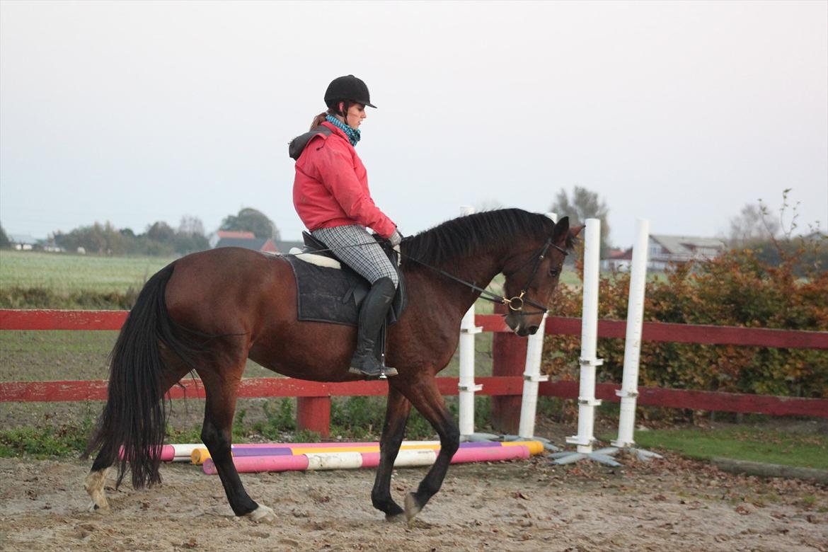 Dansk Varmblod Seiko billede 1