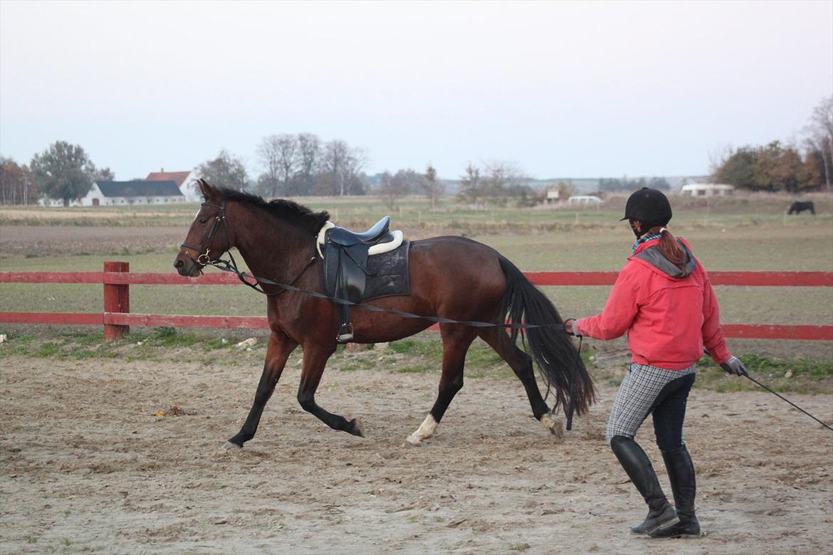 Dansk Varmblod Seiko billede 2