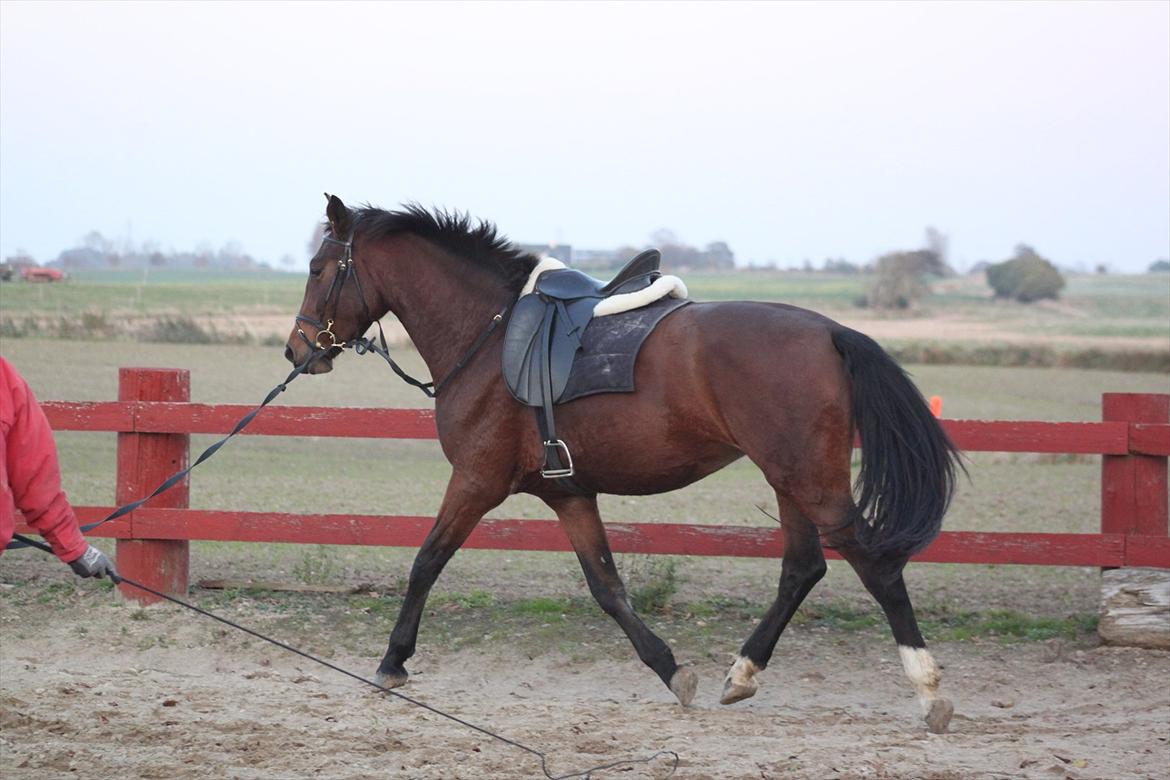 Dansk Varmblod Seiko billede 3