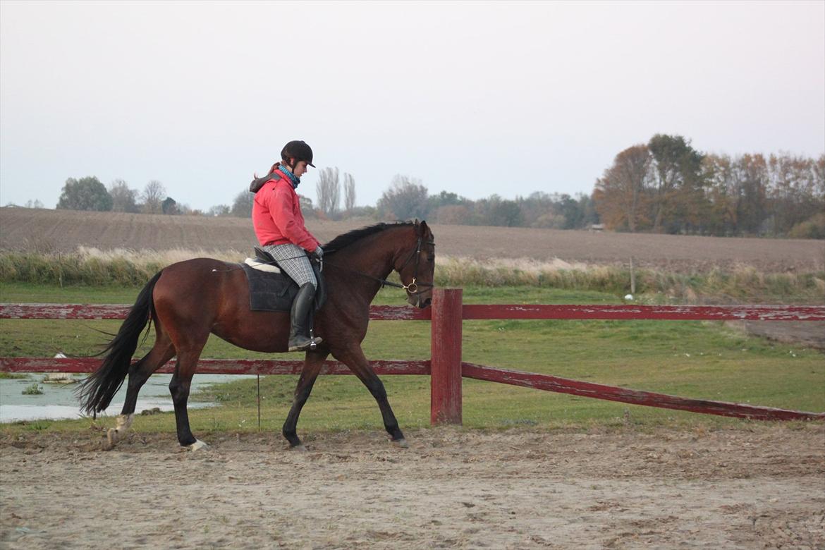 Dansk Varmblod Seiko billede 4