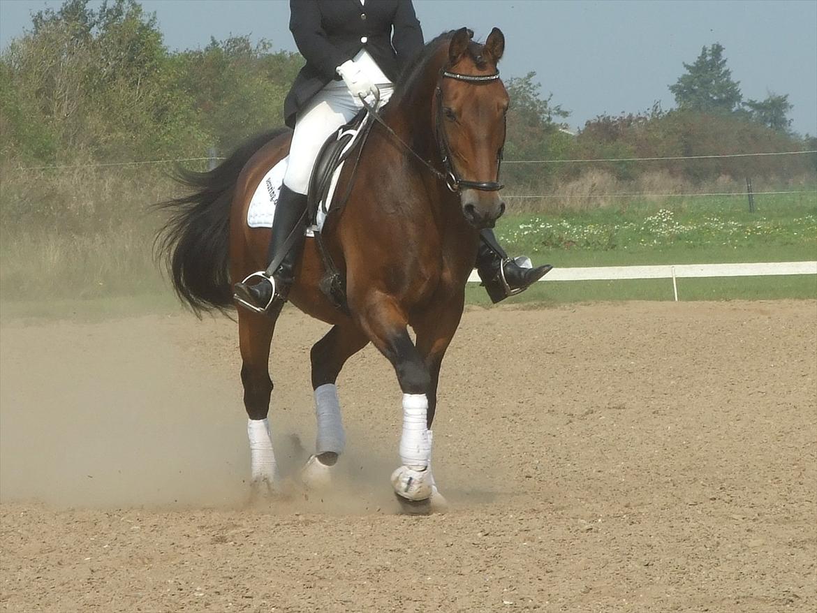 Anden særlig race Patrick  - Min fine lille prut. Velkommen til spasserfødder ;-) billede 8