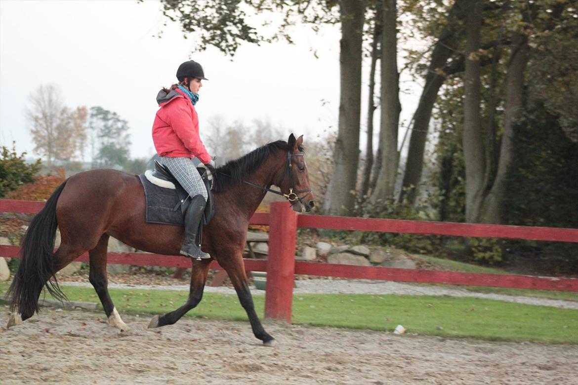 Dansk Varmblod Seiko billede 5