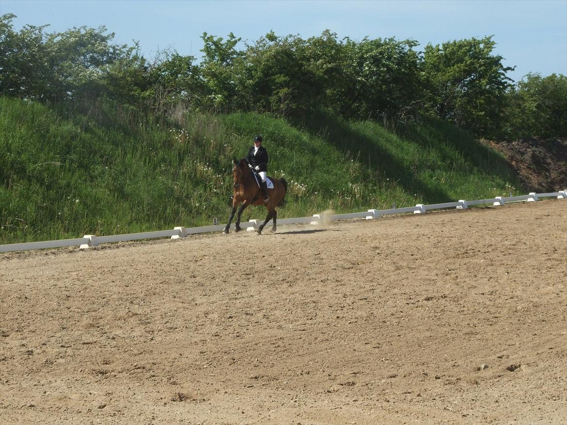 Anden særlig race Patrick  - Stævne i rødekro.  billede 13