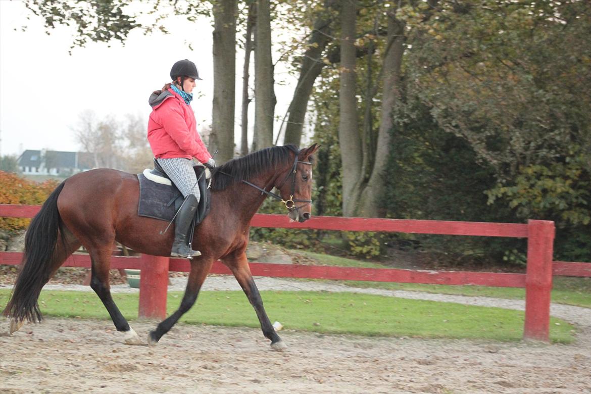 Dansk Varmblod Seiko billede 6