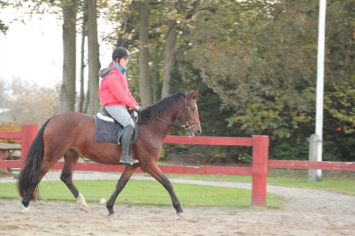 Dansk Varmblod Seiko billede 7