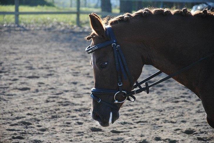 Tysk Sportspony Aladin *Den Bedste* - den smukkeste pony i verden<3 billede 6