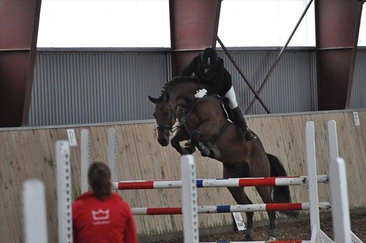 Dansk Varmblod  Willie *solgt* billede 10