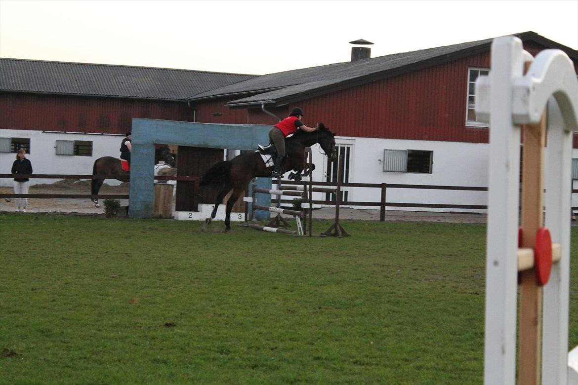 Dansk Varmblod  Willie *solgt* billede 11