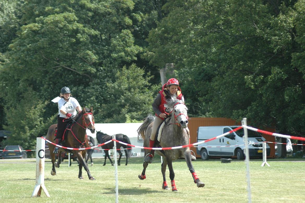 Arabisk fuldblod (OX) Alicia OX - Opløbet i LB i Knuthenborg billede 8