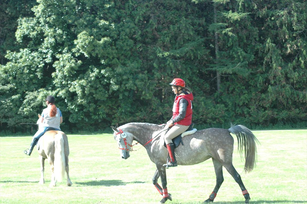 Arabisk fuldblod (OX) Alicia OX - Opvarmning i solen billede 9