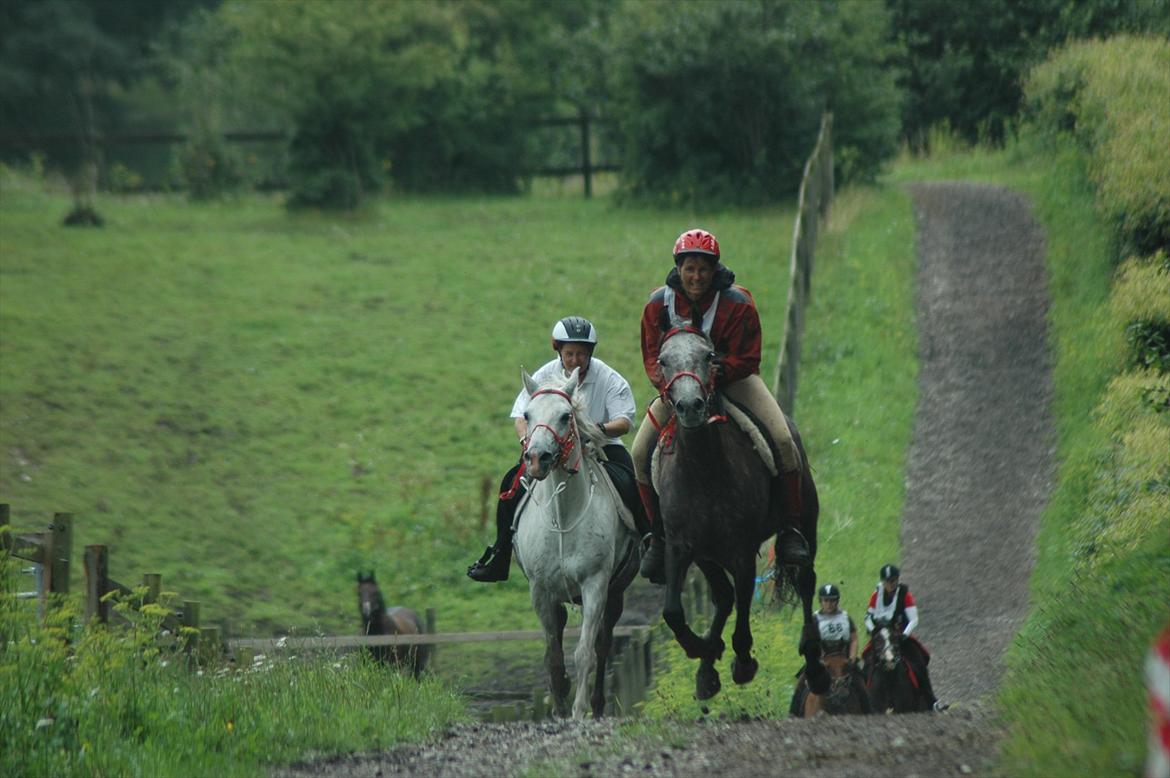 Arabisk fuldblod (OX) Alicia OX - Opløbet til Københavnerridtet billede 10