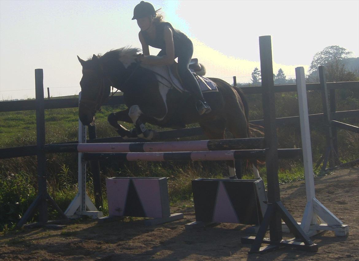 Anden særlig race *Vedhaugegårds High Five* SOLGT - 90 cm <3 billede 16