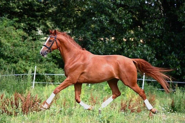 Hannoveraner Baron Eg - © Marlene Bank Andersen billede 19