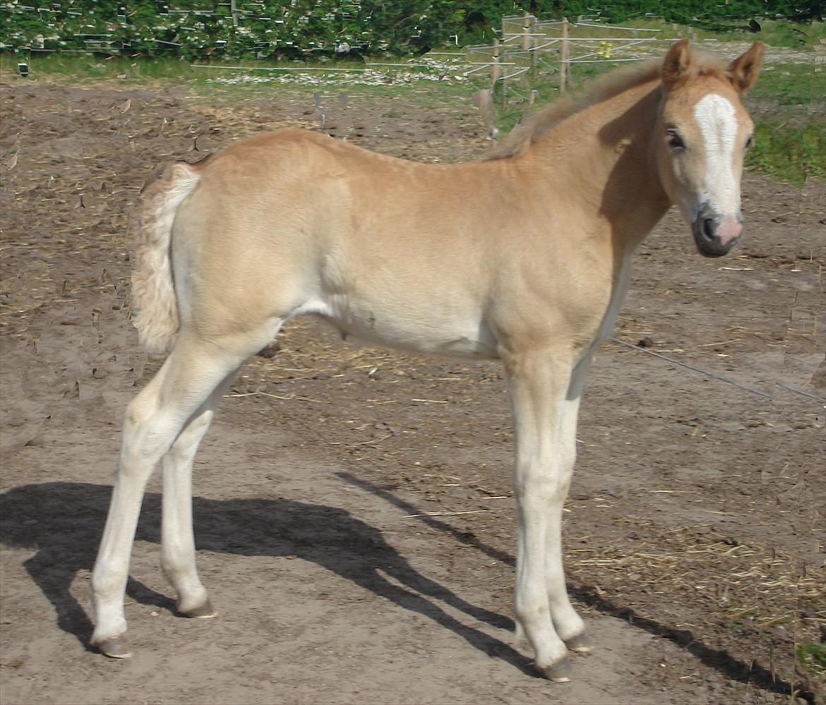 Haflinger Fjørgyn af Lærkebjerg billede 6