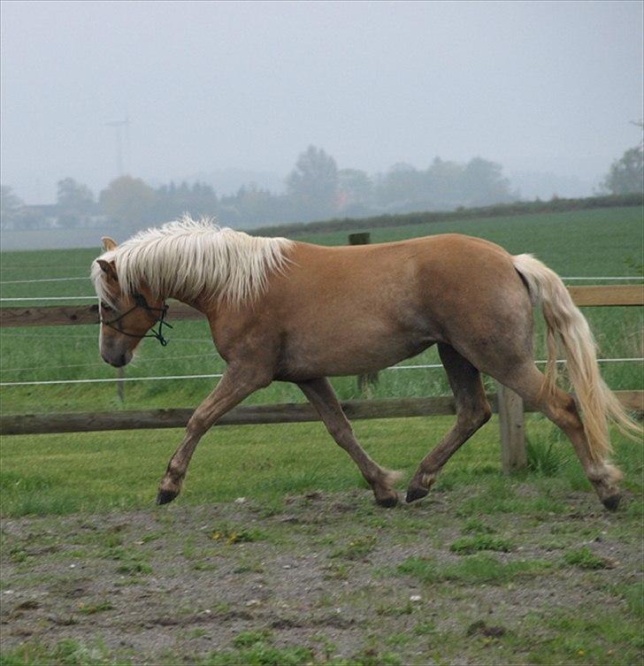 Haflinger Fjørgyn af Lærkebjerg billede 5