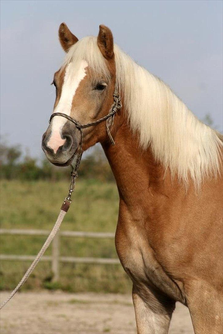 Haflinger Fjørgyn af Lærkebjerg billede 1